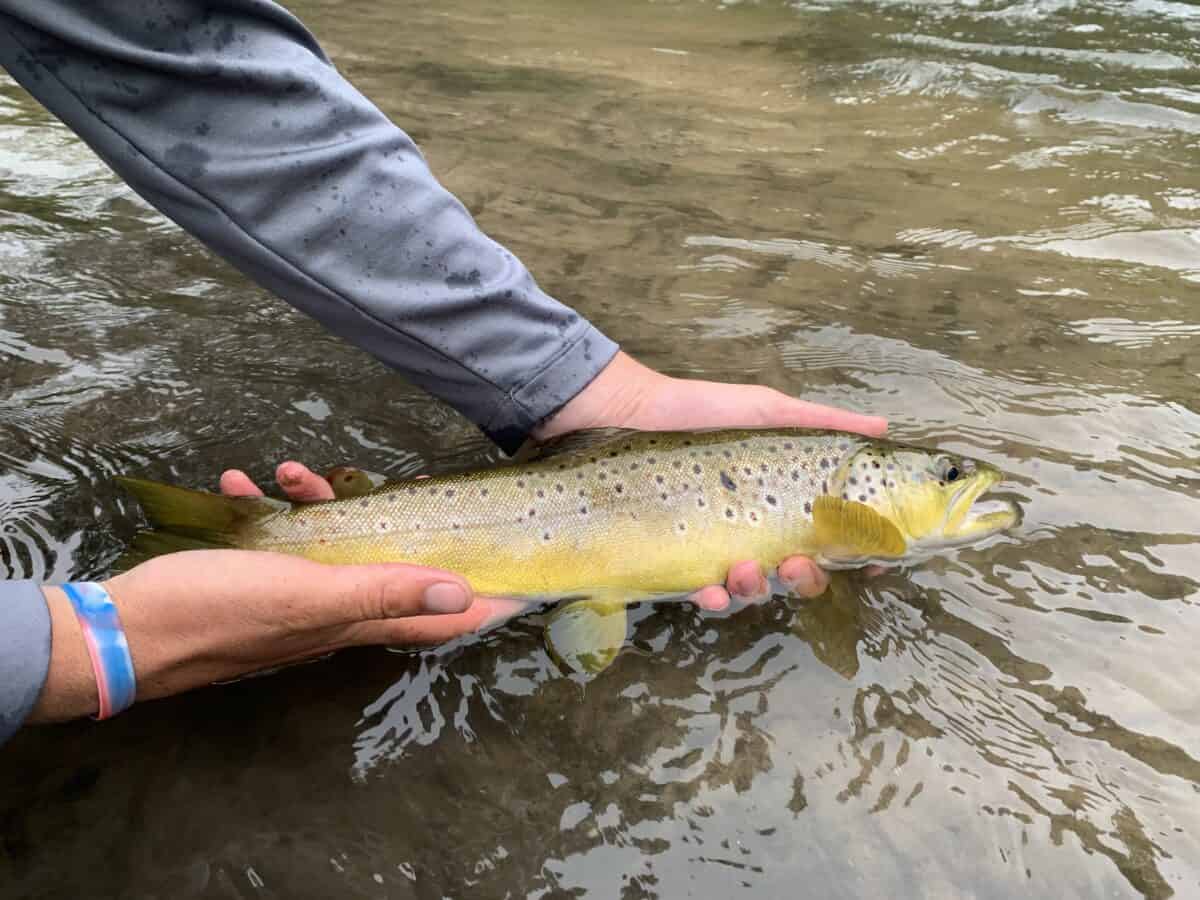 Catch A World Record Blue Catfish? Fish Smartly
