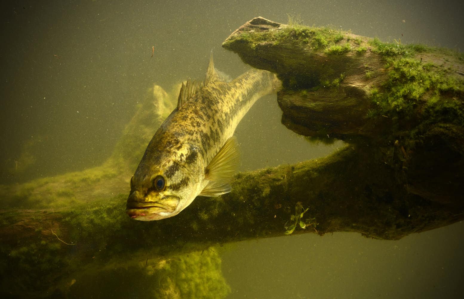 Can Largemouth Bass Have Red Eyes? Sick And Aggressive Fish