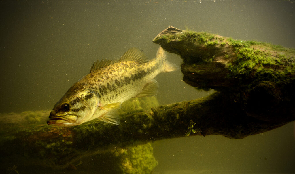 Can Largemouth Bass Live In Cold Water? Extreme Resilience Fish Smartly