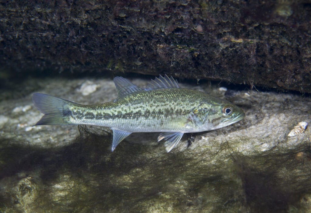 Can Largemouth And Spotted Bass Breed? Hybrid Bass Explained Fish Smartly