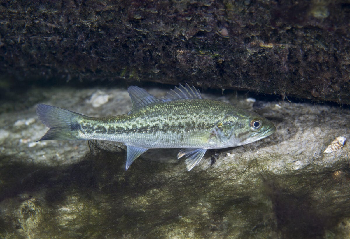 Can Largemouth And Spotted Bass Breed? Hybrid Bass Explained Fish Smartly