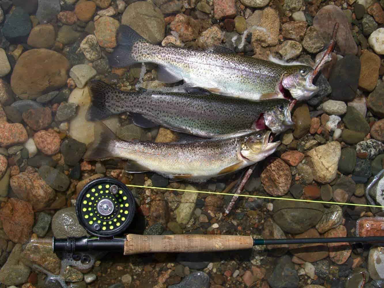 Can Rainbow Trout And Brown Trout Breed? Trout Hybrids Fish Smartly