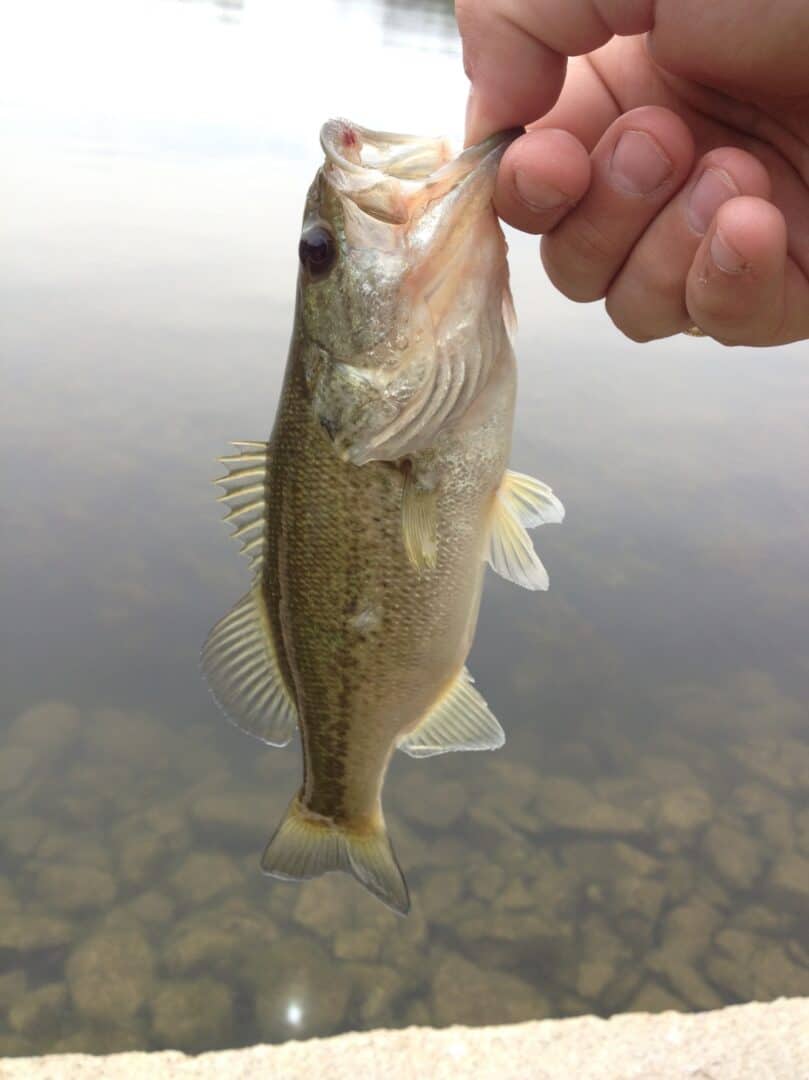 Do Largemouth Bass Eat Their Young? Filial Cannibalism Fish Smartly