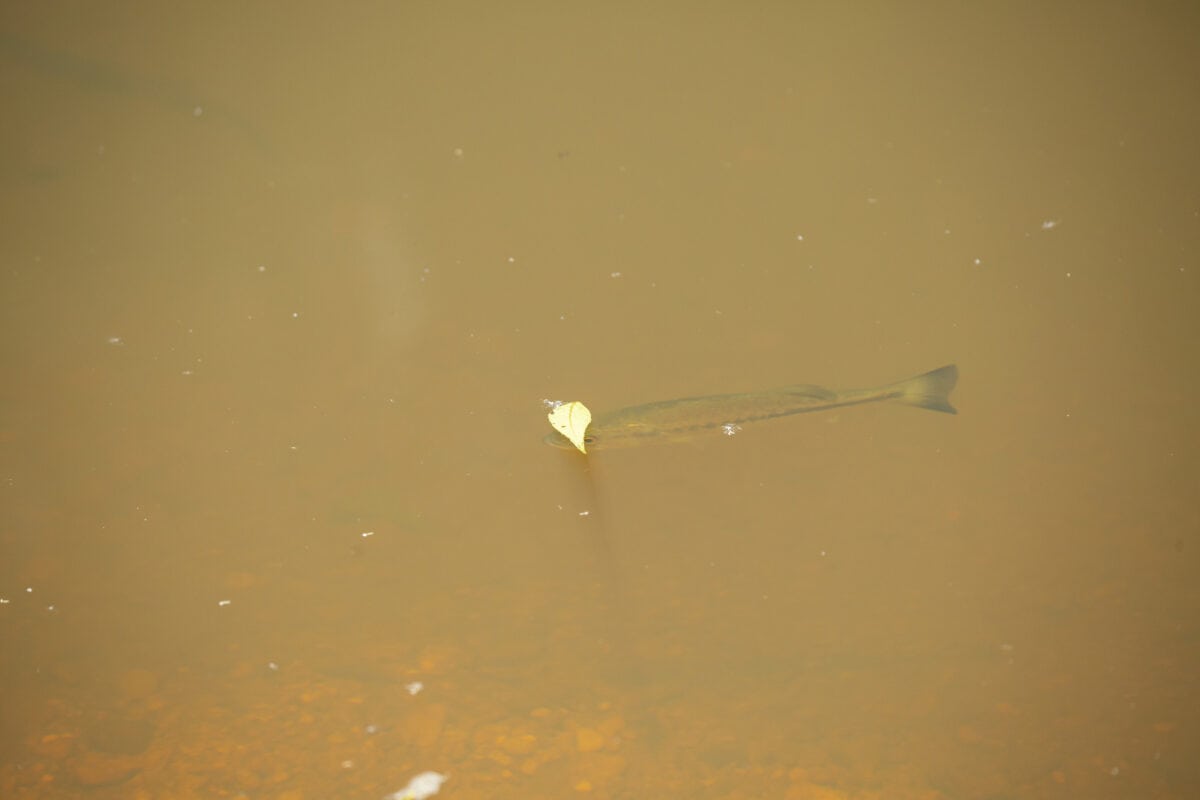 Do Largemouth Bass Eat Their Young? Filial Cannibalism Fish Smartly