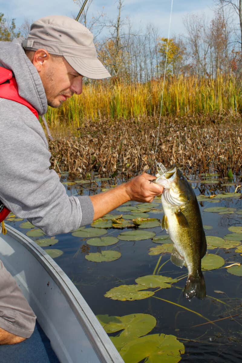 How Rare Is A Golden Largemouth Bass? Strange Occurrences Fish Smartly