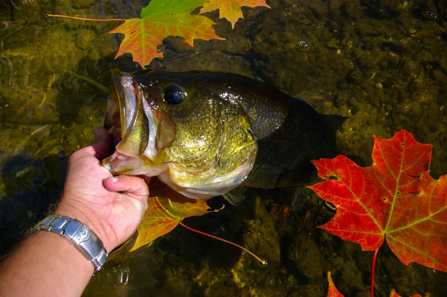 Largemouth Bass Spawn Guide South, East & Central United States Fish