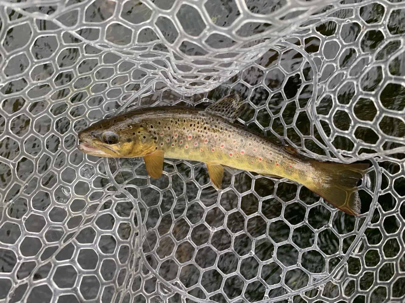 Do Brown Trout Have Scales? Brown Trout’s Appearance Explained Fish