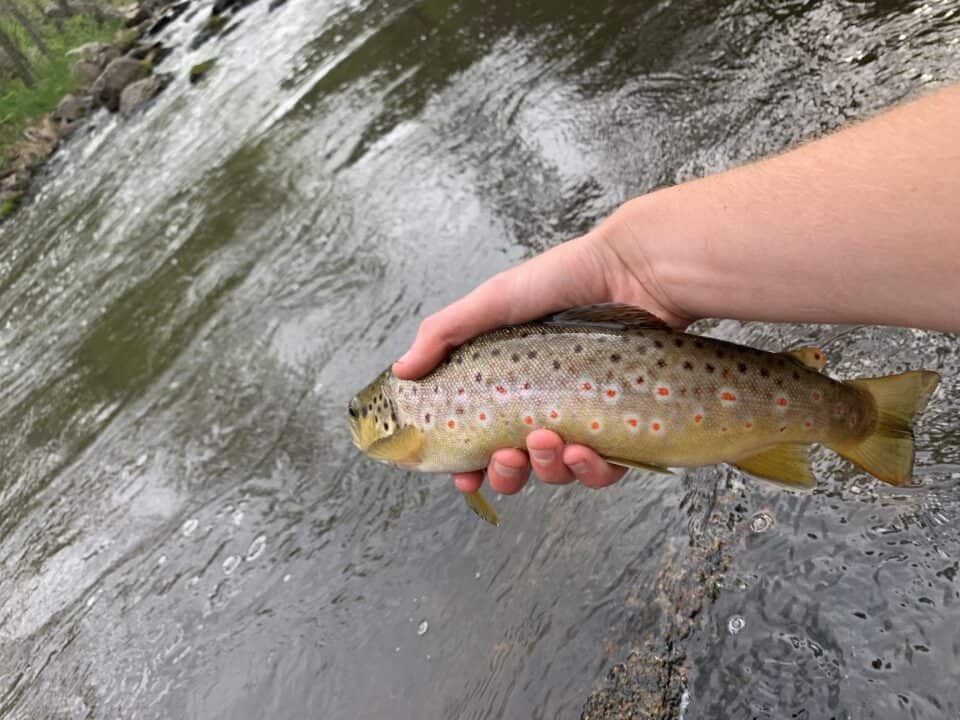 Do Brown Trout Have Scales? Brown Trout’s Appearance Explained Fish