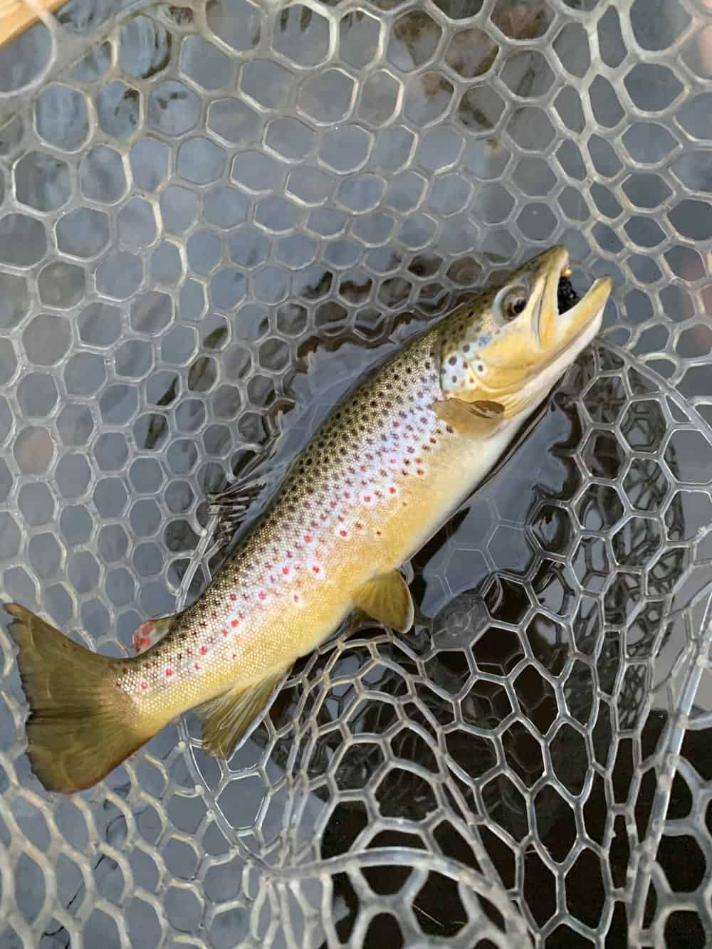 Do Brown Trout Have Scales? Brown Trout’s Appearance Explained Fish