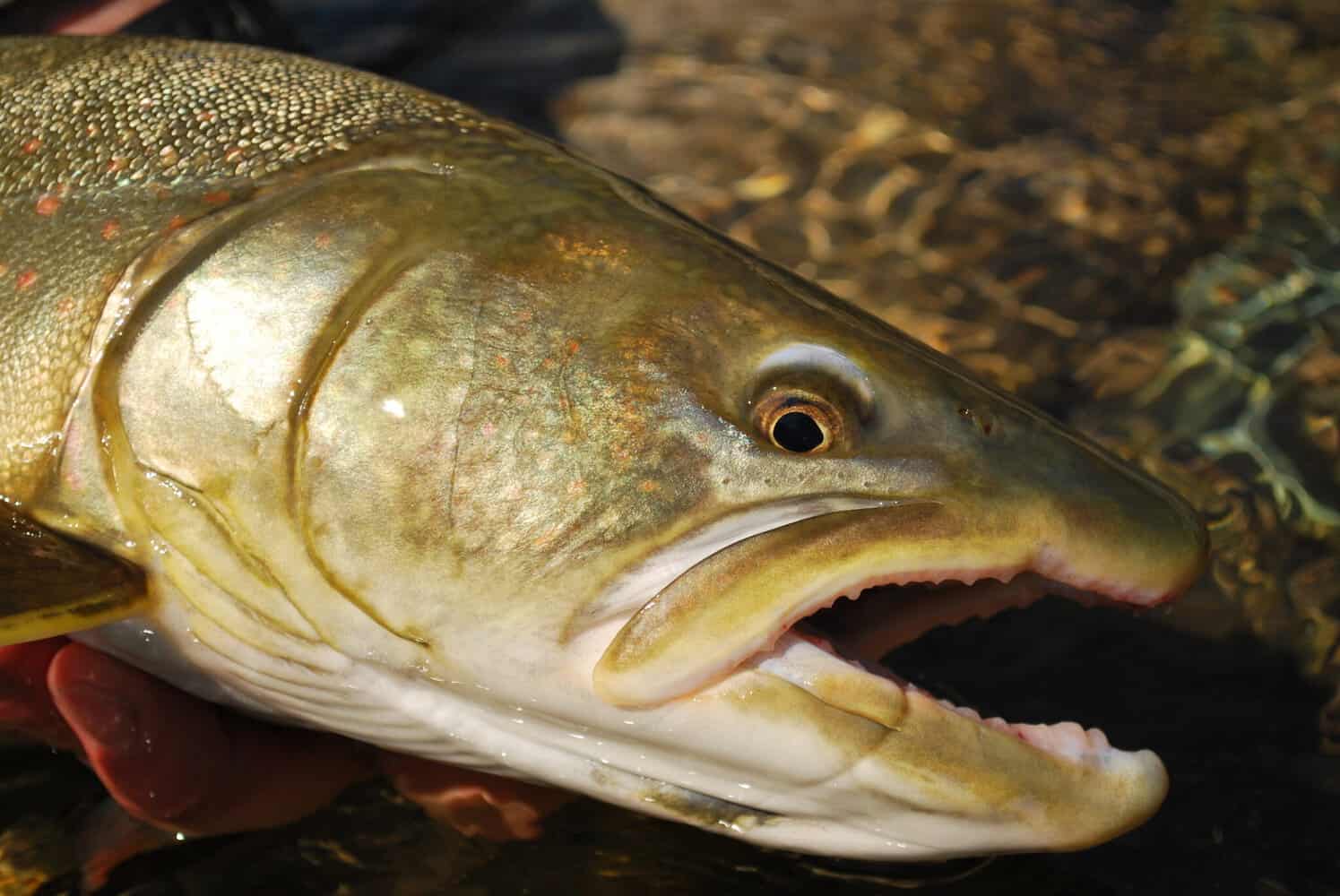 Do Trout Have Teeth? Hungry Predators Pursuing Their Prey Fish Smartly