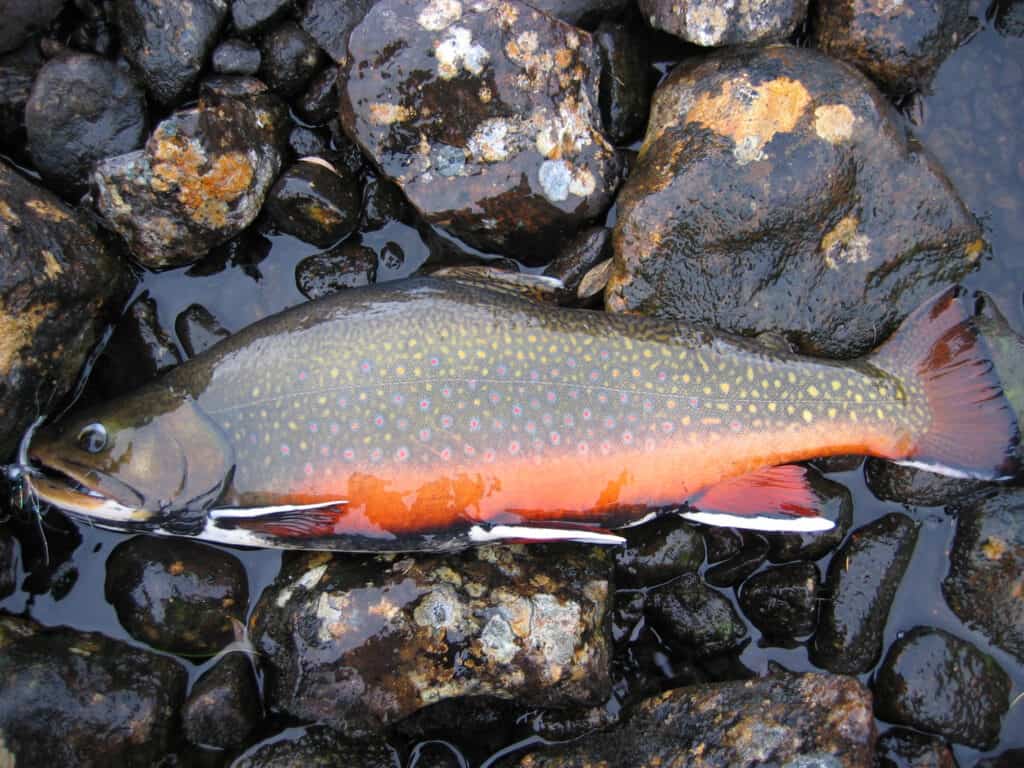 Do Trout Have Teeth? Hungry Predators Pursuing Their Prey Fish Smartly