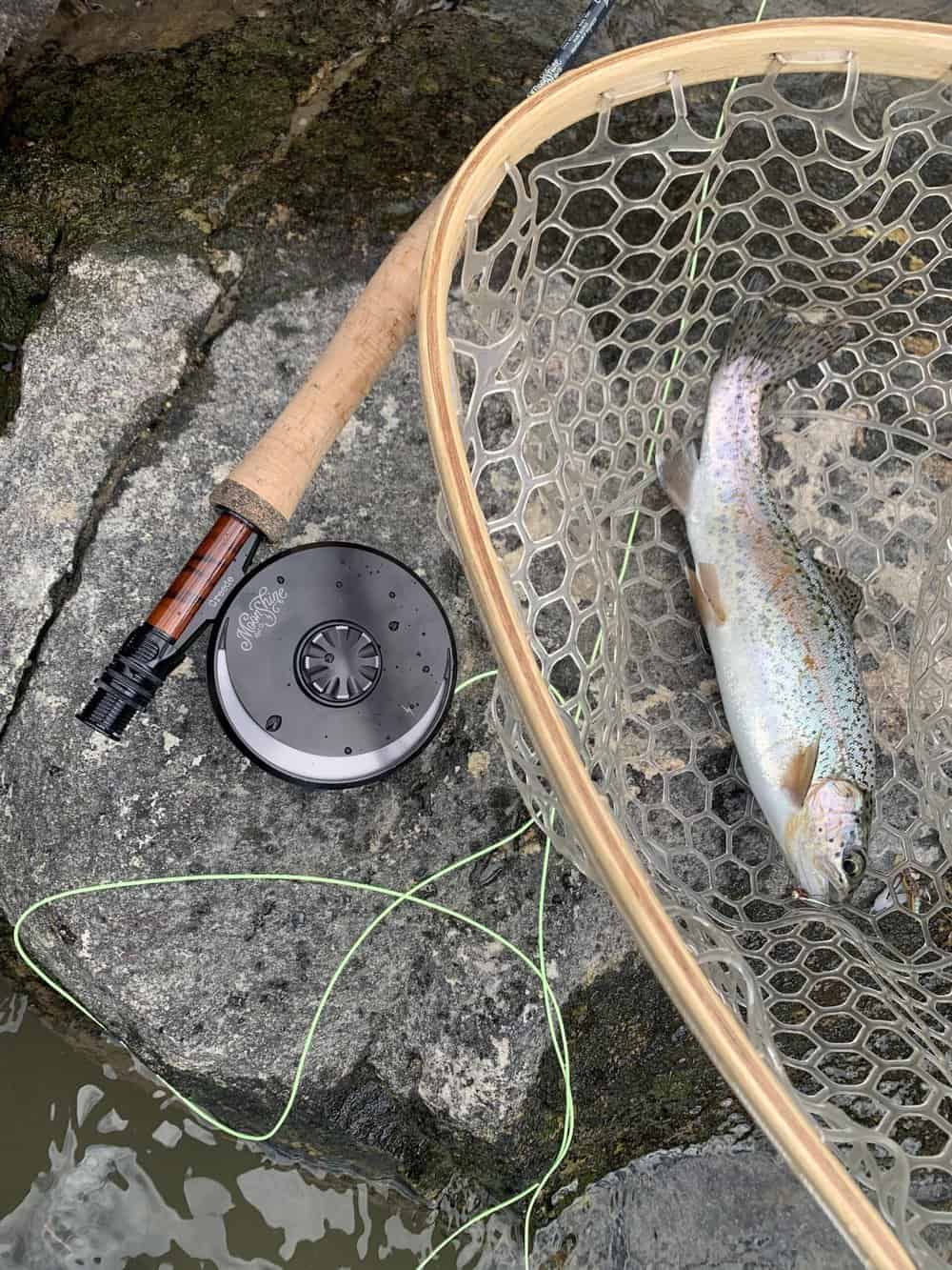 What Pound Test For Trout Light Line For Sensitive Fish Fish Smartly